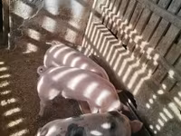 Pigs (batch, sex not specified), Pigs — photo 1