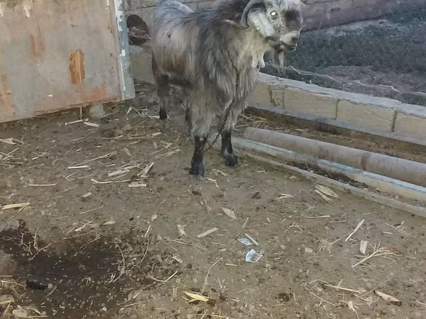 Boucs, Damask goat