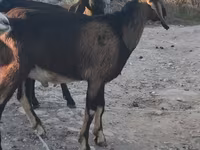 Ziegenbock, Nubian Goat — Foto 2