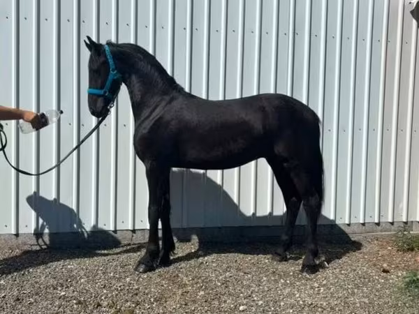 Hing, Dutch warmblood horse