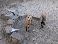 Schaf, Cameroon sheep — Foto 4