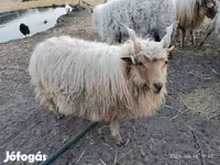 Ram, Racka sheep — photo 7