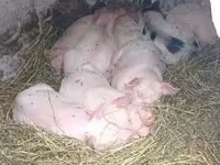 Boar, Pigs — photo 1