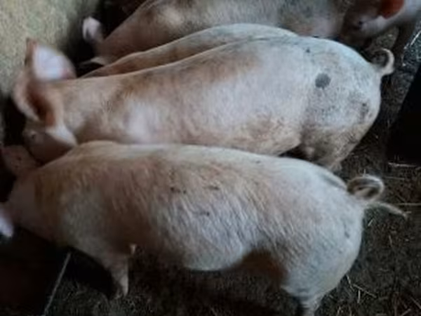 Pigs (batch, sex not specified), Pigs — Hungary