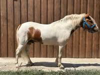 Cavalo, Cavalos — foto 2