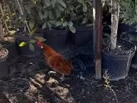 Bantam Japonesa — foto 3