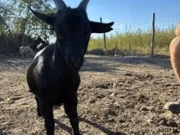 Billy Goat, Dutch Landrace goats