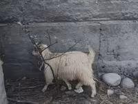 Sheep, Sheep — photo 3
