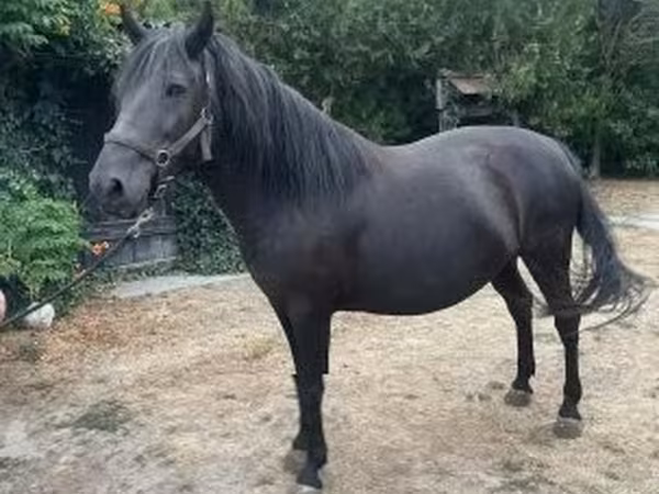 Madyan, Hucul pony
