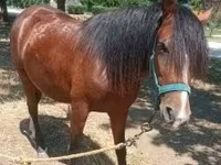 母马, Horses — 照片 7