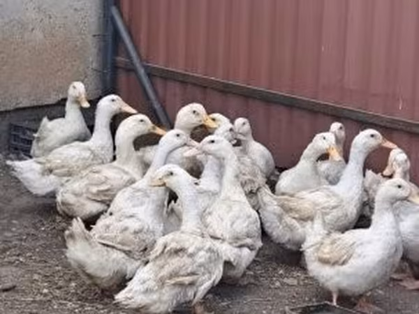 Ducks — Maďarsko