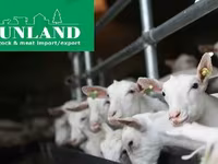 Koza, Saanen goat — foto 6