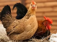 Bantam japonesa — foto 2