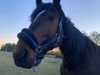 Horse (M), Horses — photo 2