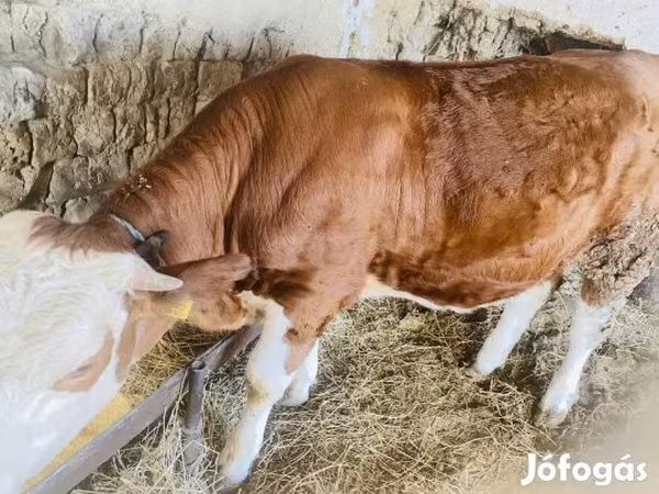 Tehén, Simmental cattle — Magyarország