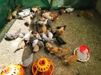 Chickens — foto 1