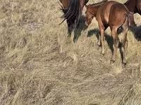 Klisna, Kazakh horse — foto 4