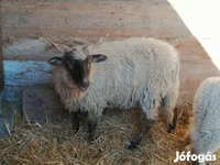 भेड़, Racka sheep — फ़ोटो 1
