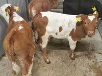 Bovinos (lote, sexo no especificado), Simmental cattle — foto 2
