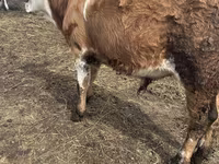 Bulle, Simmental cattle — Foto 1