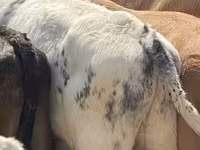 公牛, Belgian Blue — 照片 4