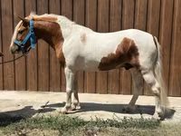 公马, Horses — 照片 1