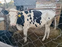 Vache, Bovins — photo 4