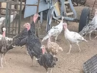 Turkeys — foto 1