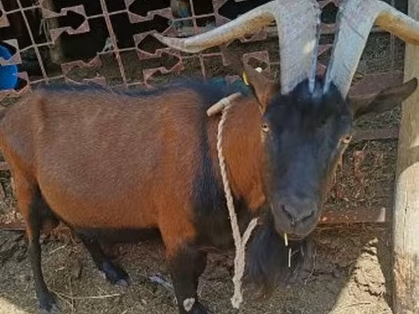Козёл, Альпийская коза — Венгрия