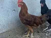 Chickens — الصورة 3