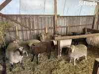 Carnero, Merino sheep — foto 5