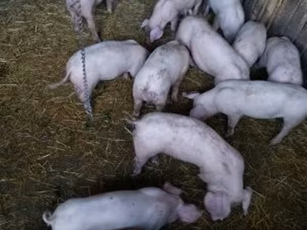 母猪, Pigs — 匈牙利
