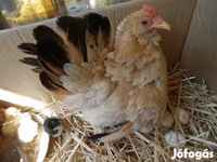 Chickens — 3. fotó