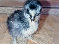 Pekin-Zwerg — Foto 2