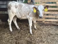 Krava, Charolais cattle — foto 1