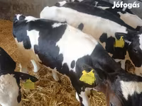 Bulle, Holstein-Rasse — Foto 1