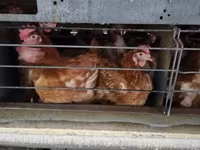 Chickens — photo 3