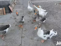 Geese — 2. fotó