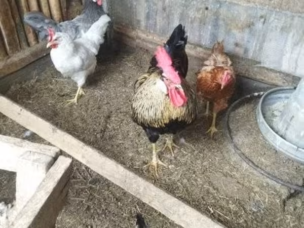 Chickens — Maďarsko