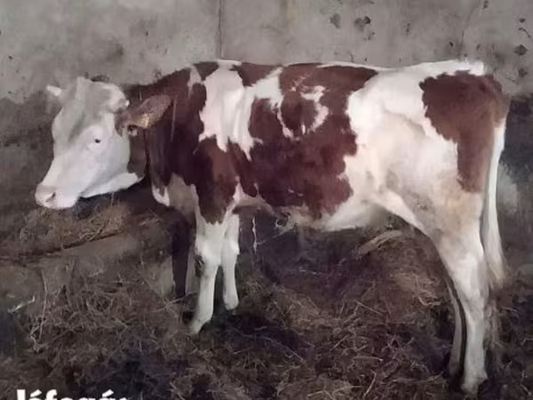 Tehén, Simmental cattle — Magyarország