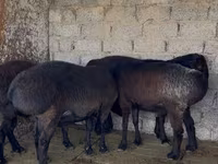 Qoç, Qoyunlar — foto 1