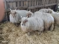 公羊, Racka sheep — 照片 3