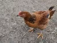 Chickens — الصورة 1