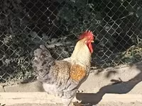 Chickens — 3-сурет