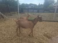 公山羊, Goats — 照片 5