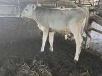 ثور, Swiss cattle — الصورة 1