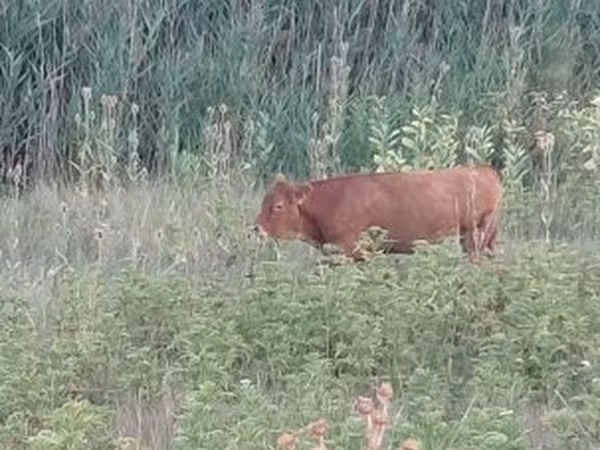 Vaca, Vaca Limousin