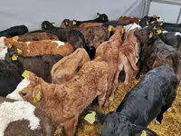 Bovinos (lote, sexo no especificado), Simmental cattle — foto 8