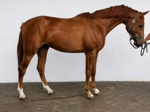 घोड़ा, Belgian warmblood horse