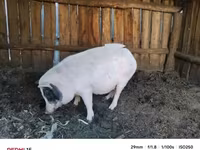 Porcs (lot, sexe non indiqué) — photo 2